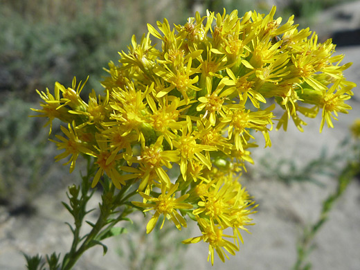 Threenerve Goldenrod; Solidago velutina (threenerve goldenrod) - Penistaja Mesa, New Mexico