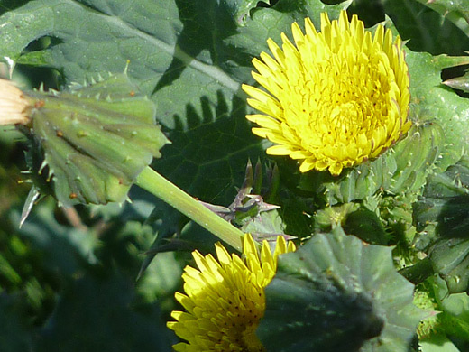 Prickly Cow Thistle; Yellow flowers - prickly cow thistle (sonchus asper), in Estero Bluffs State Park