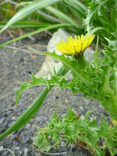 Flowerhead and upper stem
