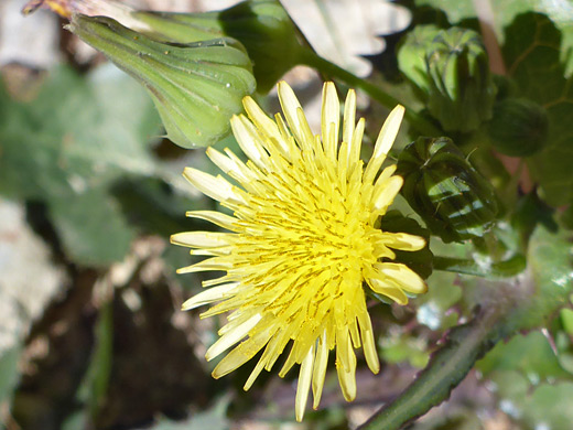 Common Sow Thistle; Yellow, ligulate flowerhead; sonchus oleraceus, Wittwer Canyon, Santa Clara River Reserve, Utah