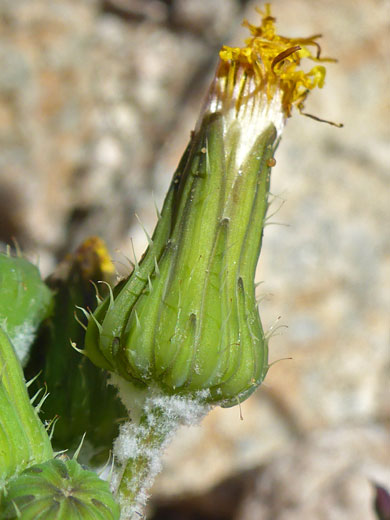 Withered flowerhead