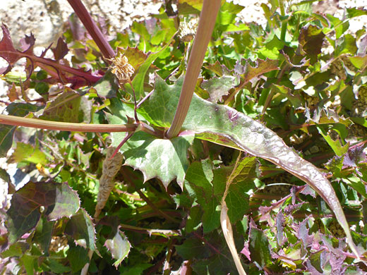 Clasping leaf
