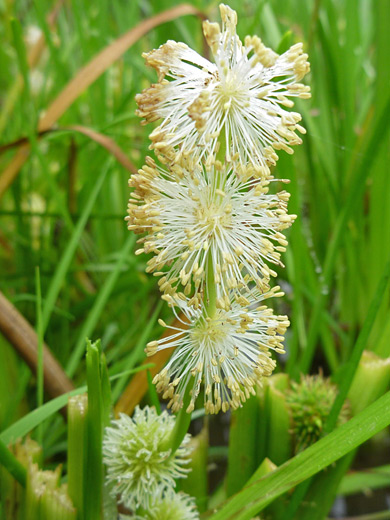 European Bur-Reed; Sparganium emersum, Ossagon Trail, Prairie Creek Redwoods State Park, California