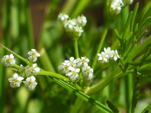 Western Bristly Scaleseed; Western bristly scaleseed (spermolepis lateriflora), Gila Lower Box, New Mexico