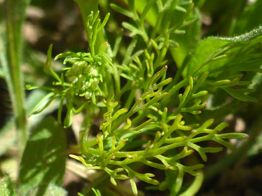 Divided leaves