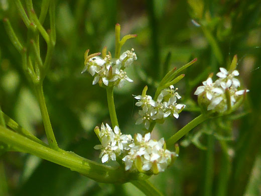 Western Bristly Scaleseed