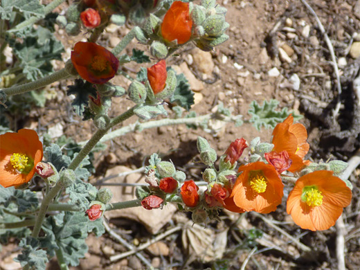 Desert Globemallow; Buds and orange flowers - desert globemallow (sphaeralcea ambigua) near Comanche Point, Grand Canyon National Park, Arizona