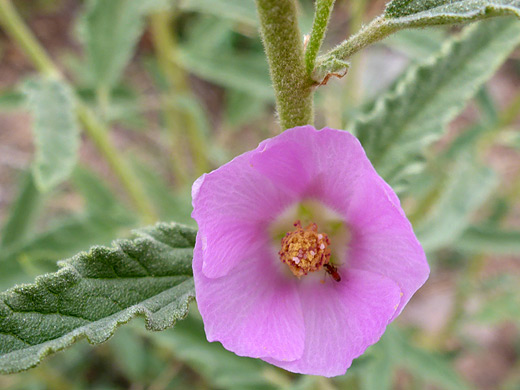 Copper Globemallow; Pink petals of sphaeralcea angustifolia - Window Trail, Big Bend National Park, Texas