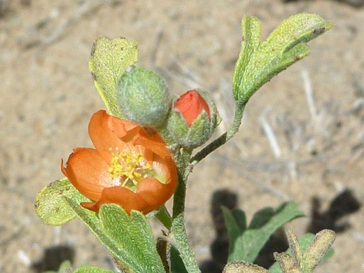 Scarlet Globemallow; Scarlet globemallow (sphaeralcea coccinea); Ceja Pelon Mesa, New Mexico