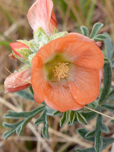 Cup-shaped flower
