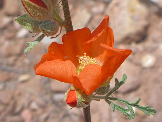 Flower and stem leaf