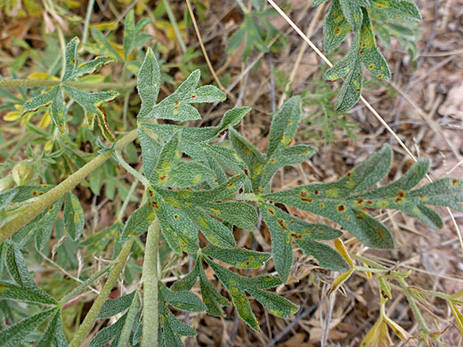Lobed leaves