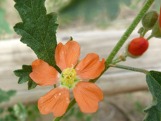 Fendler's Globemallow; Five-petaled flower with a green center of Fendler's globemallow (sphaeralcea fendleri) in Chaco Culture NHP, New Mexico