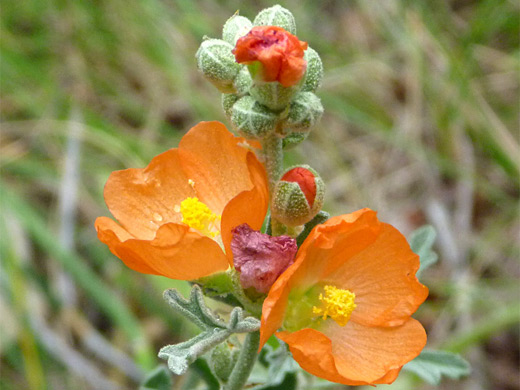 Munro's Globemallow; Sphaeralcea munroana (Munro's globemallow), in City of Rocks National Reserve, Idaho