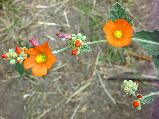 Munro's Globemallow