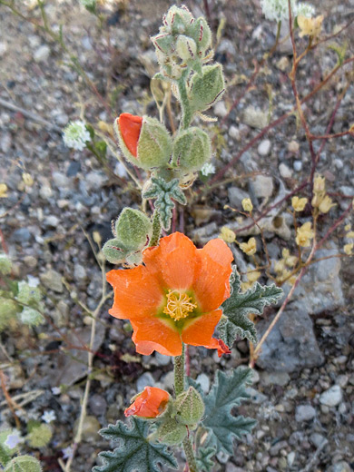 Small-Leaf Globemallow; Buds and flowers of sphaeralcea parvifolia, beside US 6 near Saulsbury Wash, Nye County, Nevada