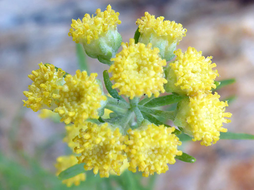 Separateleaf Chickensage; Clustered inflorescence of sphaeromeria diversifolia, at Timpanogos Cave National Monument, Utah