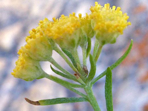Hairy phyllaries