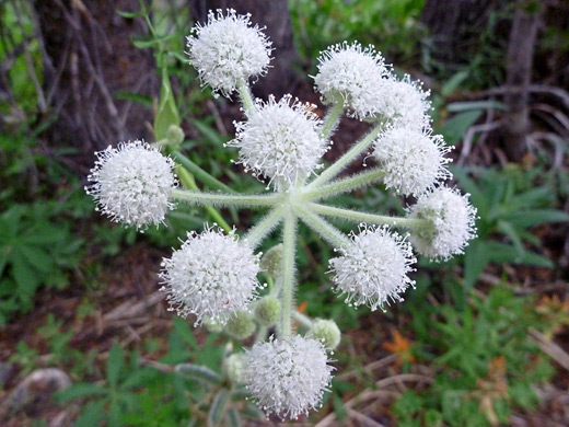 Rangers Buttons; Sphenosciadium capitellatum, Bennettsville Mine Trail, Yosemite National Park, California