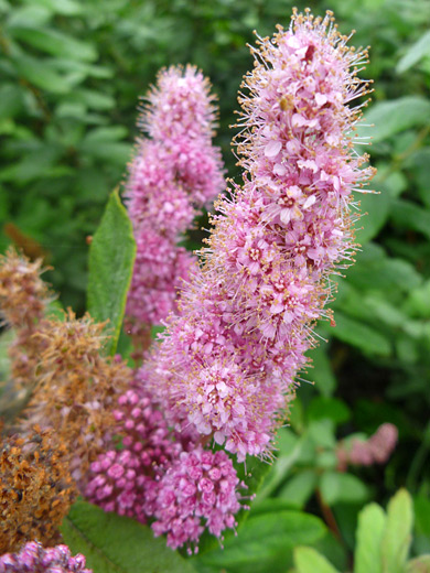 Douglas Meadowsweet; Spiraea douglasii along Enderts Beach Road, Redwood National Park, California