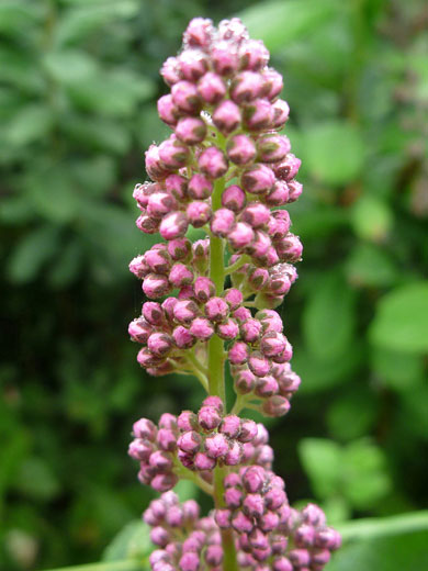 Douglas Meadowsweet