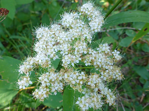 Birch-Leaved Spiraea; Cluster of small white flowers - spiraea lucida along the Snow Pass Trail, Yellowstone National Park, Wyoming