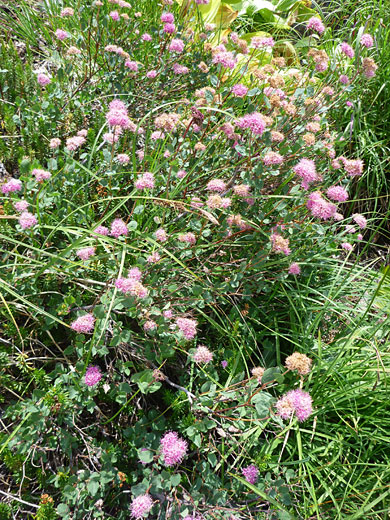 Many flower clusters