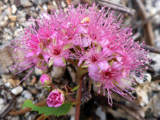 Rose Meadowsweet; Spiraea splendens (rose meadowsweet), South Lake Trail, Sierra Nevada, California