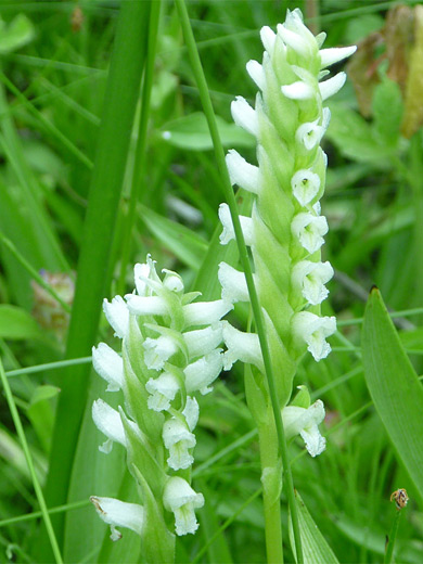 Hooded Lady's-Tresses; Delicate flowers of hooded lady's-tresses (spiranthes romanzoffiana), Yellowstone National Park