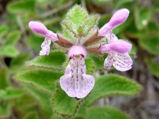 Bugle Hedge-Nettle; Stachys ajugoides, Mendocino Headlands State Park, California