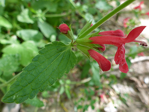 Scarlet Hedgenettle; Green leaf and calyces - stachys coccinea in Aravaipa Canyon, Arizona