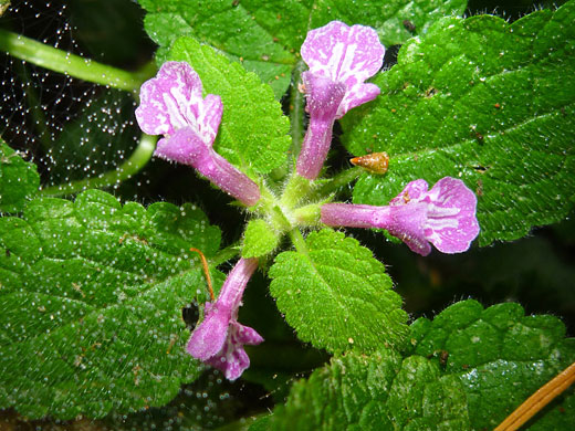 Coast Hedge Nettle