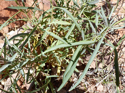 Linear leaves