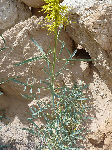 Desert Plume