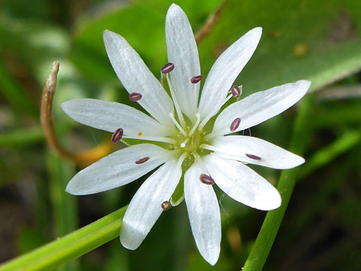 Longstalk Starwort; Stellaria longipes, Bishops Pass Trail, Sierra Nevada, California