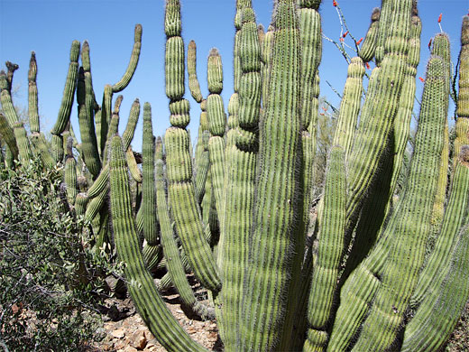 Cluster of stenocereus thurberi