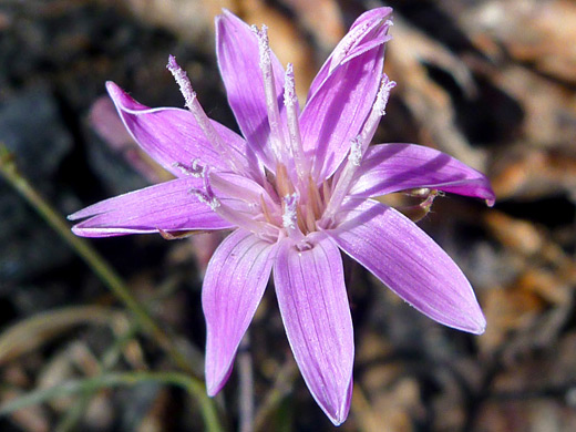 Largeflower Wirelettuce; Stephanomeria lactucina, Cluster Lakes Trail, Lassen Volcanic National Park, California