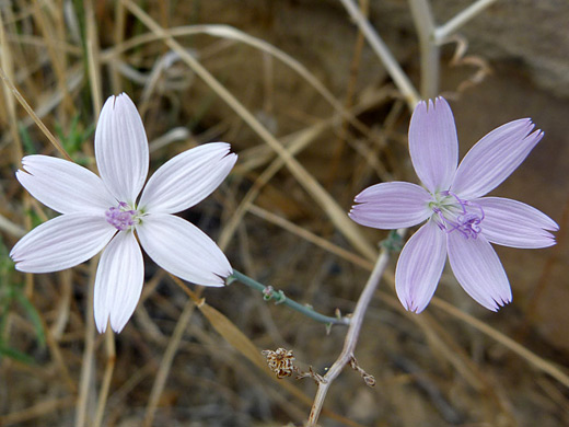 Brownplume Wirelettuce; Stephanomeria pauciflora (brownplume wirelettuce) in Chaco Culture NHP, New Mexico