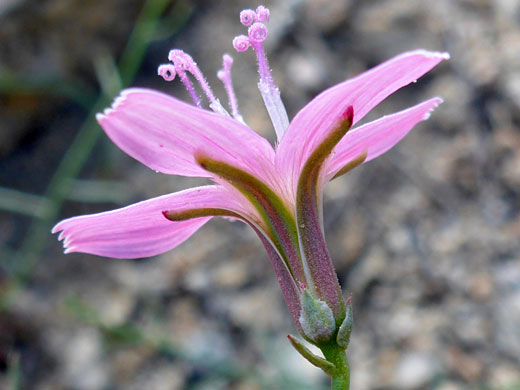 Narrowleaf Wire-Lettuce; Stephanomeria tenuifolia, South Lake Trail, Sierra Nevada, California