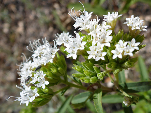 Lemmon's Candyleaf; Small white flowers of stevia lemmonii - Sabino Canyon, Arizona