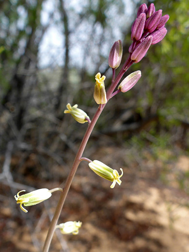 Longbeak Streptanthella; Purple buds of streptanthella longirostris - along the Whiterocks Trail in Snow Canyon State Park, Utah