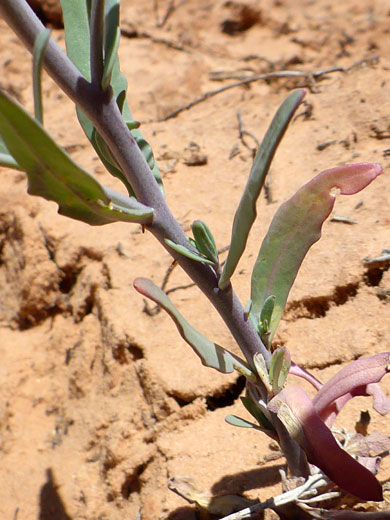 Lower stem leaves