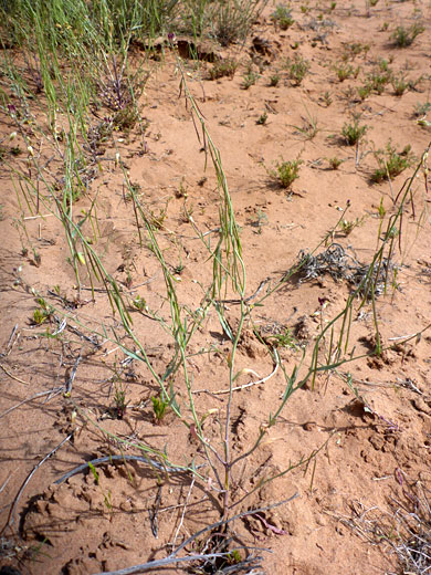 Plant in situ