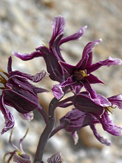 Purple flowers