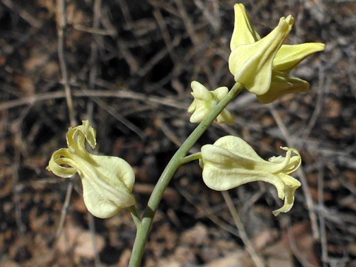 Yellow flowers