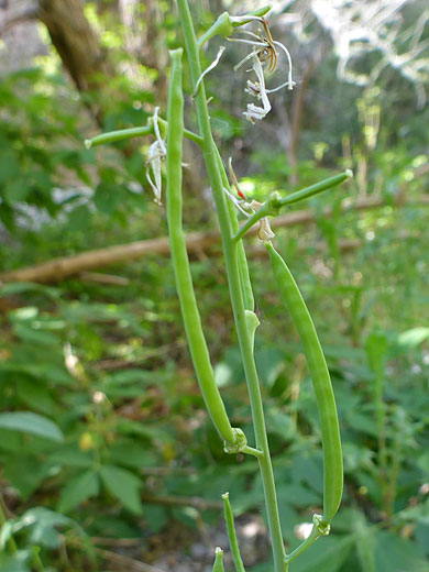 Long, narrow seed pods