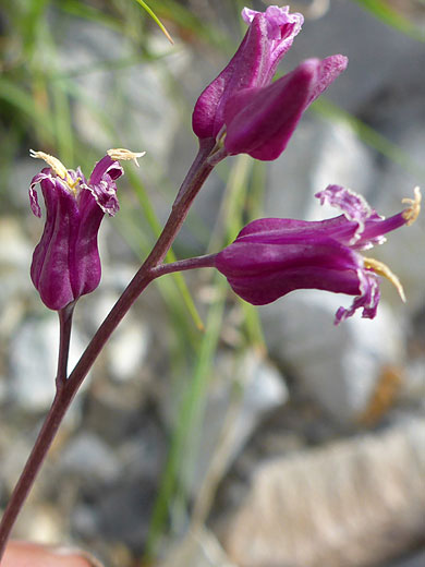 Four purple flowers