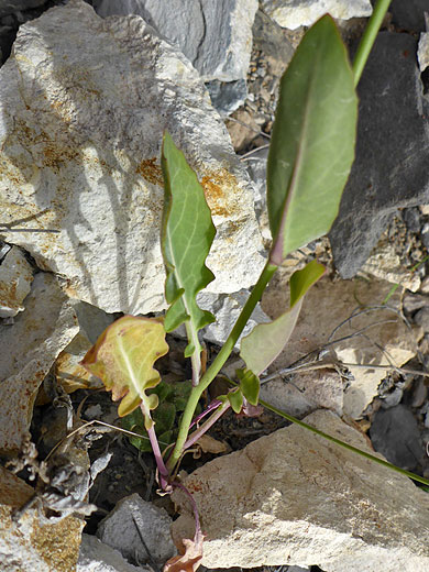 Lower stem leaves