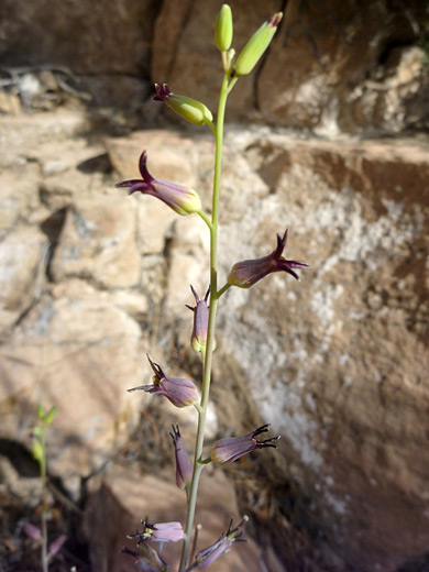 Heartleaf Twistflower; Flowering stem of streptanthus cordatus, along the Grandview Trail, Grand Canyon National Park, Arizona