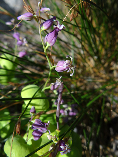 Mountain Jewelflower; Streptanthus tortuosus, Ten Lakes Trail, Yosemite National Park, California